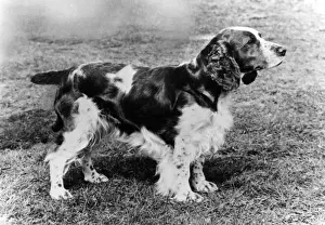 Springer Prints: FALL / WELSH SPRINGER / 1971