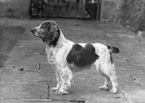 Ellis Prints: FALL / WELSH SPRINGER