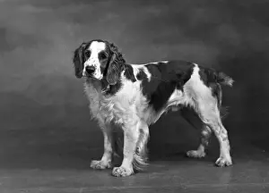 FALL / WELSH SPRINGER