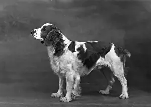 FALL / WELSH SPRINGER