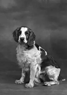 FALL / WELSH SPRINGER