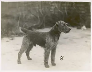 FALL / WELSH TERRIER / 1931