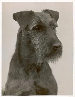 Fall - Welsh Terrier - 1931