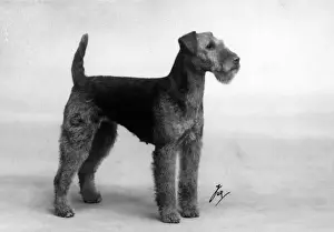 FALL / WELSH TERRIER / 1937