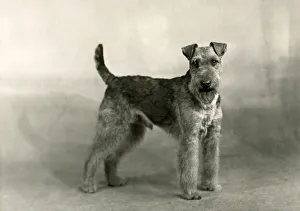 Clemens Gallery: FALL / WELSH TERRIER / 1949