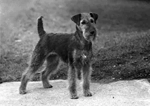 FALL / WELSH TERRIER / 1953
