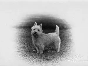 Westie Prints: FALL / WESTIE / 1920