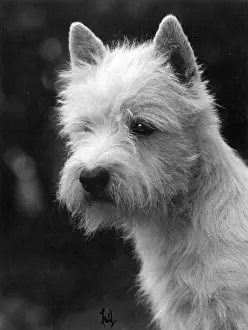 FALL / WESTIE / 1933