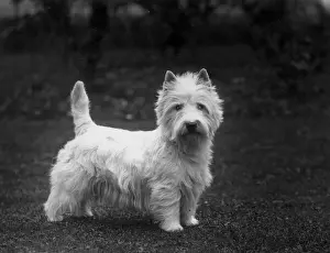 Westie Prints: FALL / WESTIE / 1936