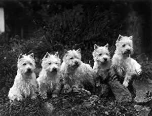 FALL / WESTIE / 1936