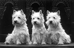 FALL / WESTIE / 1936