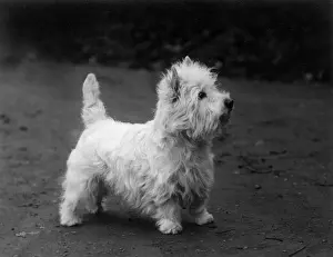FALL / WESTIE / 1938