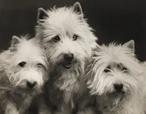 Westie Prints: Fall - Westie - 1939