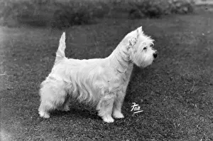 FALL / WESTIE / 1950