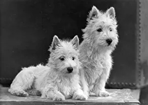 FALL / WESTIE / 1950