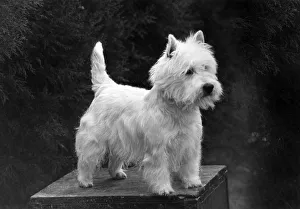 Posters Gallery: FALL / WESTIE / 1952