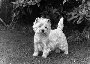 FALL / WESTIE / 1955