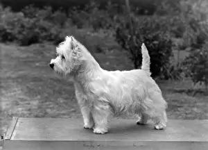 FALL / WESTIE / 1956