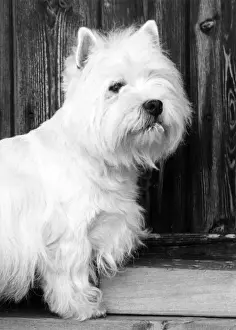 FALL / WESTIE / 1962
