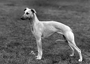 Whippet Prints: FALL / WHIPPET / 1960