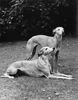 Laguna Prints: FALL / WHIPPET / 1970