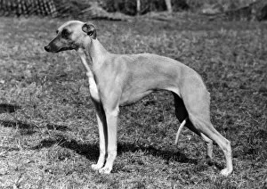 Carr Gallery: FALL / WHIPPET / 1976