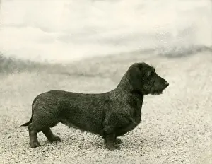 FALL / WIRE DACHSHUND / 1936