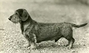 FALL / WIRE DACHSHUND / 1946