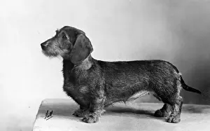 FALL / WIRE DACHSHUND / 1951