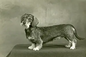 FALL / WIRE DACHSHUND / 1953