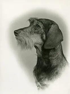 FALL / WIRE DACHSHUND / 1953