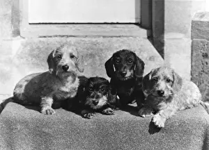 FALL / WIRE DACHSHUND / 1969