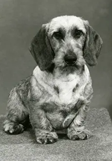 Dachshund Prints: FALL / WIRE DACHSHUND / 1980