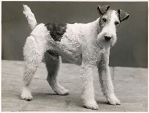 Unidentified Gallery: FALL / WIRE FOX TERRIER