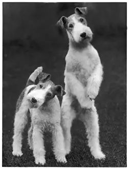 Fall - Wire Fox Terrier