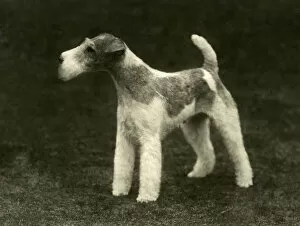 Images Dated 30th August 2018: FALL / WIRE FOX TERRIER / 35