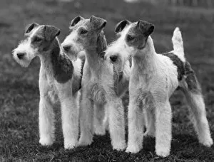 Davis Collection: Fall / Wire Fox Terrier / 37