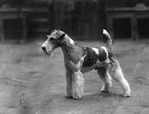 FALL / WIRE FOX TERRIER / 37