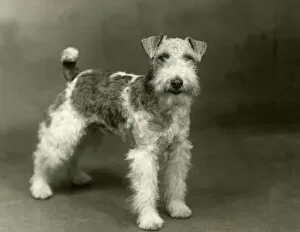 Images Dated 30th August 2018: FALL / WIRE FOX TERRIER / 38