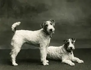 FALL / WIRE FOX TERRIER / 38