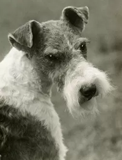 Images Dated 30th August 2018: FALL / WIRE FOX TERRIER / 39