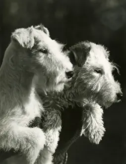 FALL / WIRE FOX TERRIER / 39