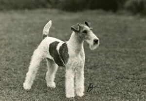 Images Dated 30th August 2018: FALL / WIRE FOX TERRIER / 45