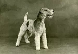 Images Dated 30th August 2018: FALL / WIRE FOX TERRIER / 47