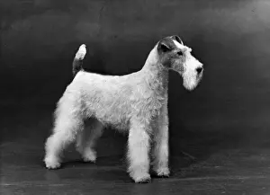 FALL / WIRE FOX TERRIER / 54