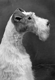 Susan Collection: Fall / Wire Fox Terrier / 54