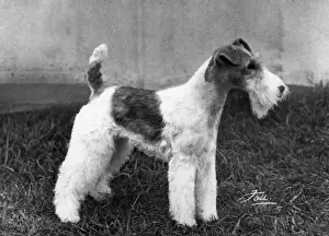 FALL / WIRE FOX TERRIER / 68