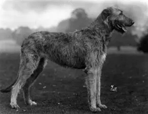 FALL / WOLFHOUND / 1929