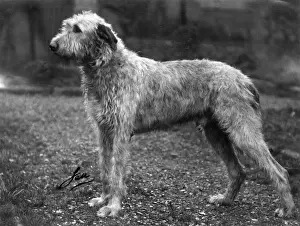 Roland Prints: FALL / WOLFHOUND / 1938