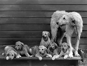 FALL / WOLFHOUND / 1938